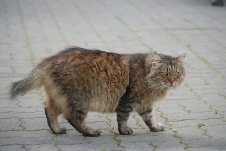 寵物健康懶人包：台灣飼主必讀的年度健檢與皮膚照護 10 招