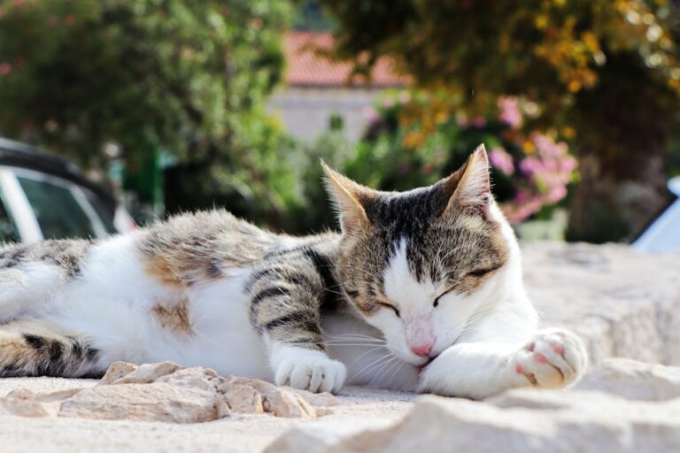 寵物健康完整指南：台灣飼主必懂的飲食運動預防懶人包