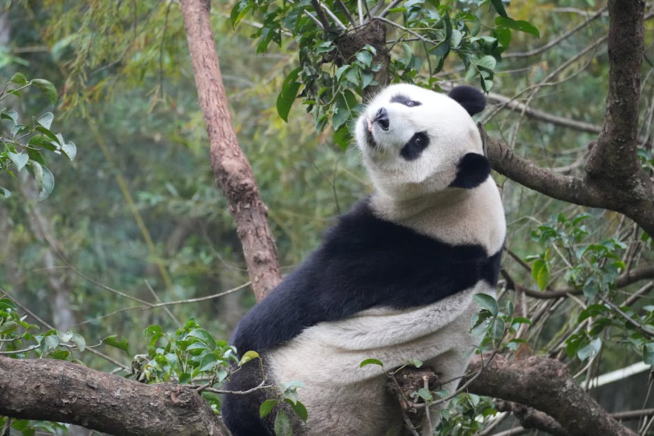 寵物健康