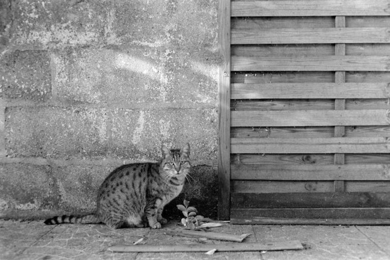 寵物健康完整指南2025：台灣飼主皮膚與體重管理攻略