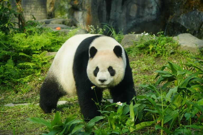 寵物健康完整指南：台灣飼主必讀10大重點與問答懶人包