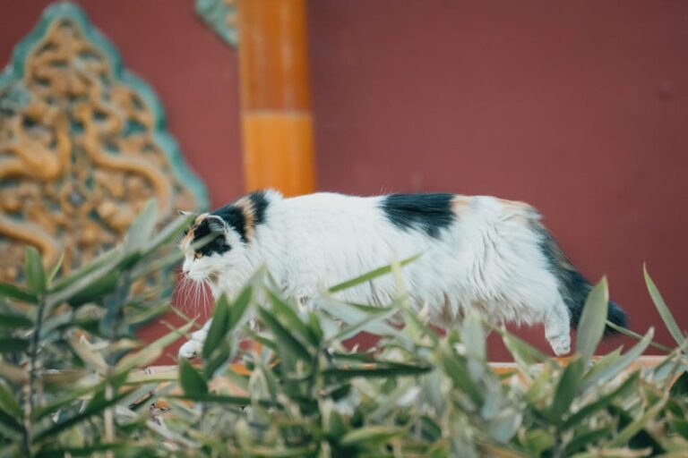 寵物健康完整指南：台灣飼主必懂的10大重點與懶人包
