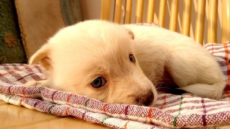 狗狗飲食完整指南：台灣飼主懶人包（比例、品牌、菜單）