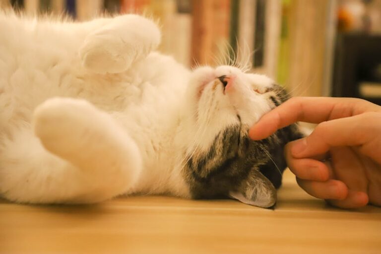 寵物健康完整指南：台灣飼主必懂的飲食、運動與預防攻略
